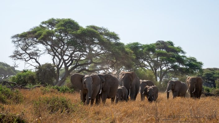 Elephant herd from the forest Amboseli