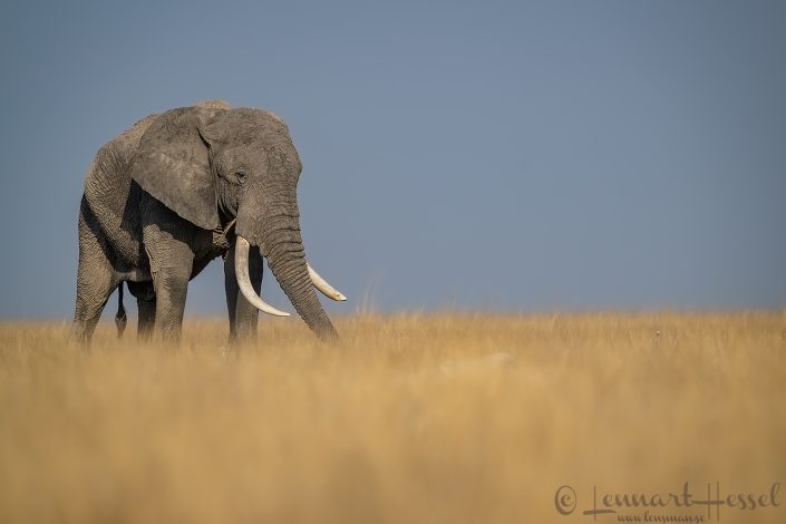 Elephant in the field Amboseli